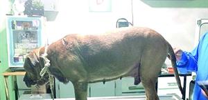 Aumenta el maltrato animal en la ciudad