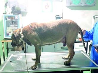 Aumenta el maltrato animal en la ciudad