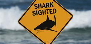 Tiburón mata a mujer e hiere a hombre en playa de Australia