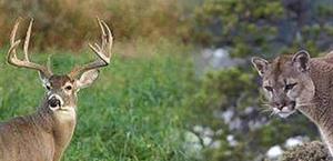 Arranca temporada de caza de venado