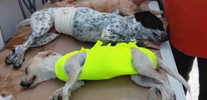 Anuncian jornada gratis de esterilización canina