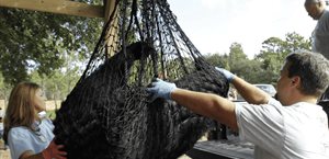 Florida inicia primera cacería de osos negros en una década; enfrenta críticas