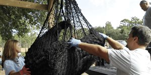 Florida inicia primera cacería de osos negros en una década; enfrenta críticas