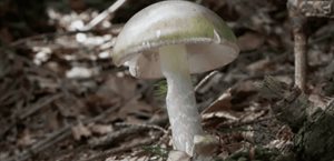 Alertan de casos de intoxicación por hongos silvestres en California