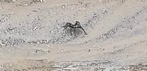 Propicia ‘yonquero’  plaga de tarántulas