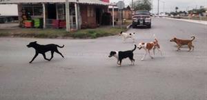 Sin control presencia de perros callejeros