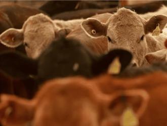 Precios de la carne al alza por cierre de frontera a ganado mexicano