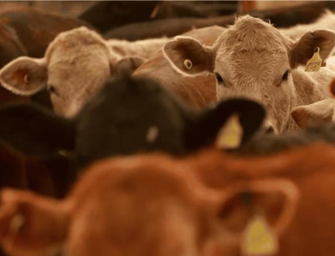 Precios de la carne al alza por cierre de frontera a ganado mexicano