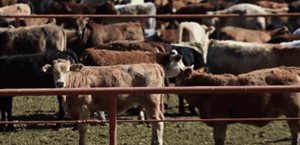 México pierde 700 mdd por cierre ganadero a EU