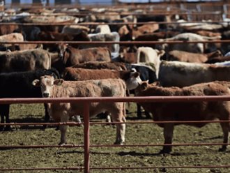 México pierde 700 mdd por cierre ganadero a EU