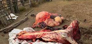 En aumento el robo de ganado