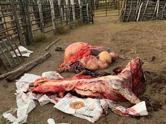 En aumento el robo de ganado