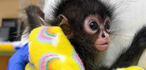 Rescate de crías de mono araña destaca labor de Zoo