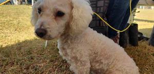 Aumenta demanda para esterilizar a las mascotas