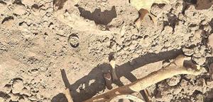 Colectivos acusan rezago forense en Tamaulipas