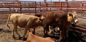 Ganaderos piden frenar importación desmedida de carne a México