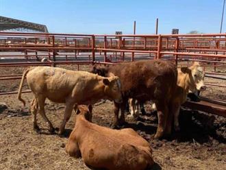 Ganaderos piden frenar importación desmedida de carne a México