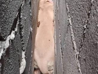 Rescatan a perro que quedó atrapado tras huir de pirotecnia en Río Bravo