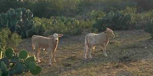 Golpea la sequía a los ganaderos de la región