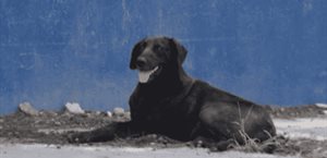 Pirotecnia y frío ponen  en riesgo a mascotas