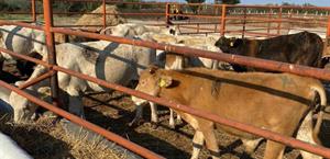 Esperan abundante lluvia los productores pecuarios