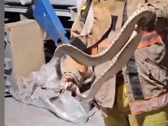 Localizan víbora de cascabel dentro de maquiladora en Río Bravo