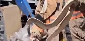 Aterra víbora en  una maquiladora