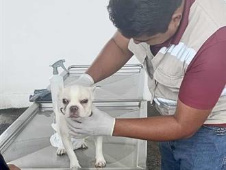 Inspeccionan mascotas en Altamira para prevenir gusano barrenador
