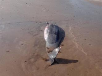 Reportan delfines sin vida en playa Bagdad en Matamoros