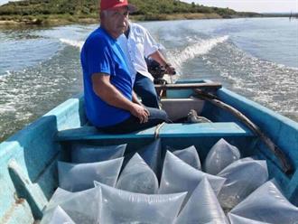 Siembran 200 mil alevines de tilapia en presas de Tamaulipas