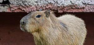 Capibaras llegan al Zoológico Tamatán en Ciudad Victoria