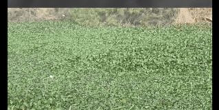 Habitantes denuncian plaga de lirio acuático