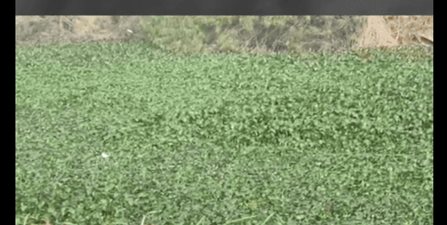 Habitantes denuncian plaga de lirio acuático