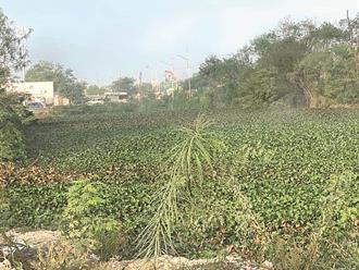 Regresa lirio acuático por abandono oficial