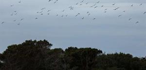 Preservan hábitat para las grullas trompeteras