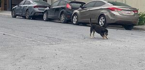 Provocan cuetes pánico en mascotas