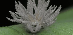 Descubren nueva especie de hongo zombi en México