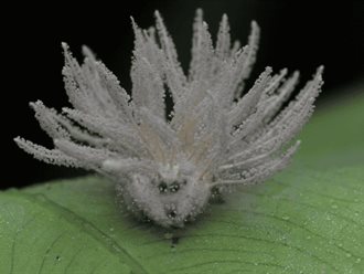 Descubren nueva especie de hongo zombi en México