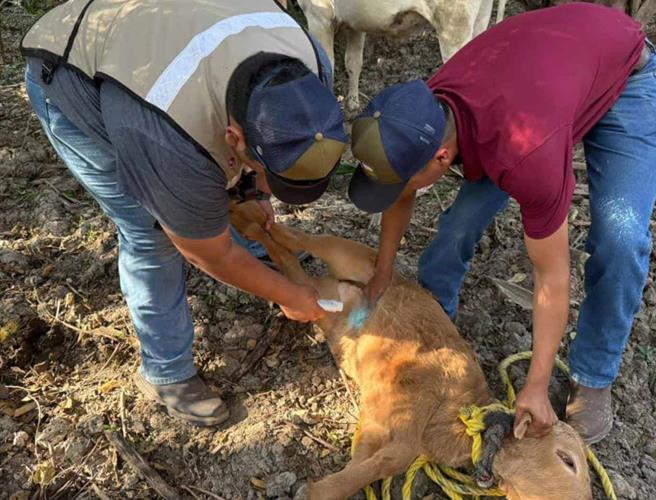 Confirman primer caso de Gusano Barrenador del Ganado en Tamaulipas