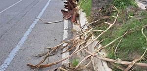 Arranca el viento ramas de palmeras urbanas