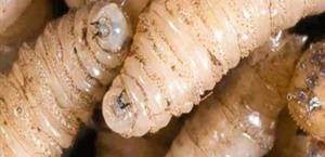 Indagan caso de gusano barrenador en Altamira