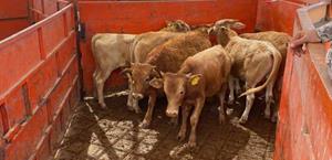 Alerta por gusano barrenador