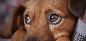 ¿Los perros pueden distinguir la voz de sus dueños?