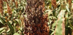 Mesa nacional definirá precios del sorgo y maíz