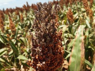 Mesa nacional definirá precios del sorgo y maíz