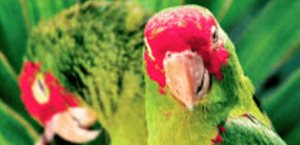 Oficiales de CBP interceptan loros; detienen a pareja