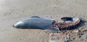 Denuncia ecologista riobravense: continúa este 2026 exterminio de delfines