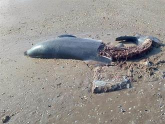 Denuncia ecologista riobravense: continúa este 2026 exterminio de delfines