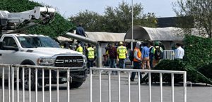 Vientos tiran pino millonario