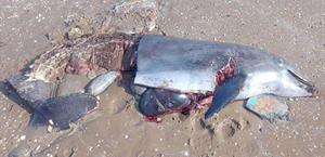 Exterminan delfines en playas
